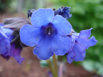 Pulmonaria_Blue_Ensign_1.JPG