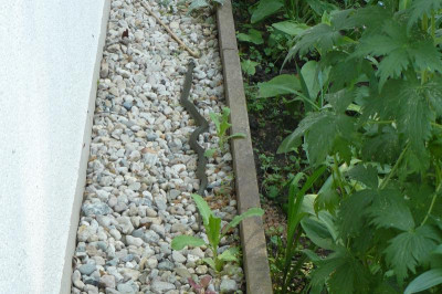 Landesgartenschau Beelitz 2023 284.jpg