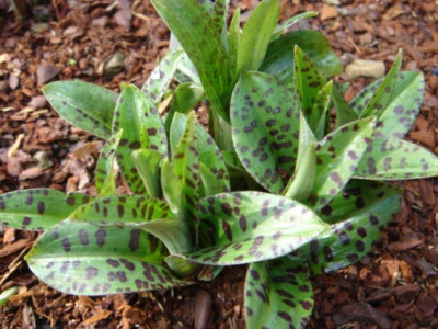 Dactylorhiza_maculata.JPG