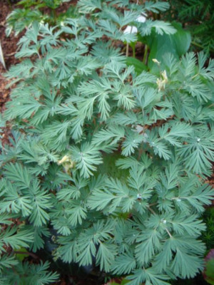 Dicentra_canadensis.JPG