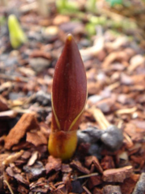 Disporum_hookeri.JPG