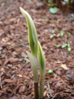 Disporun_sessile_Variegatum.JPG