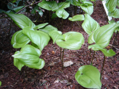 Maianthemum_dilatatum.JPG