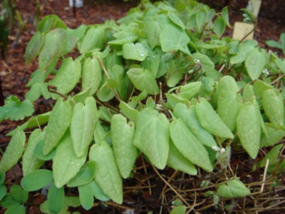 Epimedium_diphyllum.JPG