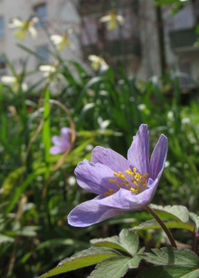 Anemone_nem_Allenii.jpg