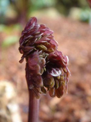 Thalictrum_Hybride_Elin__1.JPG