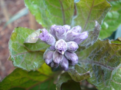 Physoclania_orientalis_Blute.JPG