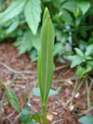 Smilacina_stellata.JPG