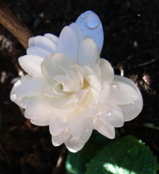 Sangariarta-canadensi_simplex2_.JPG