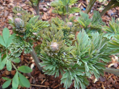 Corydalis_nobilis_1.JPG