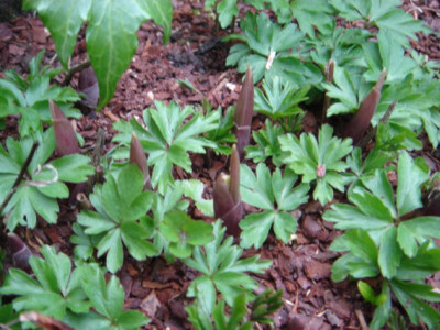 Convallaria_majalis_Hadden_Hall__Anemone_nemorosa_Hilda.JPG