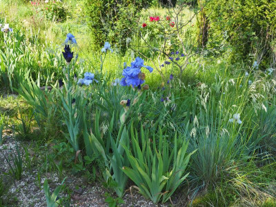 blaue Iris P5180275.JPG