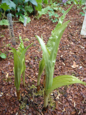 Cypripedium_Hybride_Gisela.JPG