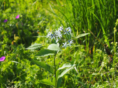 Amsonia illustris P5180288.JPG