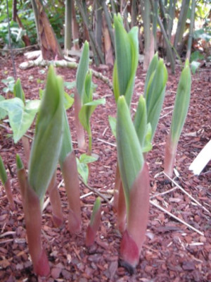 Polygonatum_humile.JPG