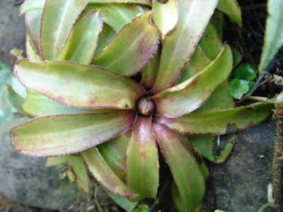 Heloniopsis_orientale_v._breviscapa_1.JPG