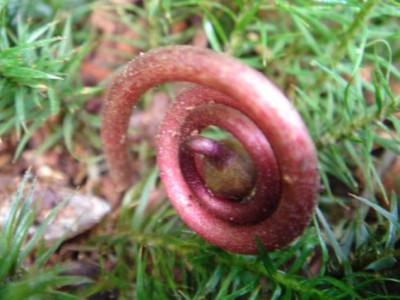 Galax_urceolata_evtl.Blute.JPG