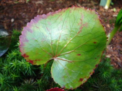 Galax_urceolata_.JPG