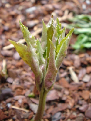 Aceriphyllum_rossii_Mukdenia.JPG