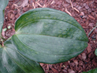 Polygonatum_prattii.JPG