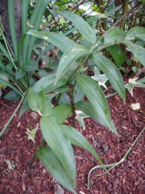 Disporopsis_fuscopicta.JPG
