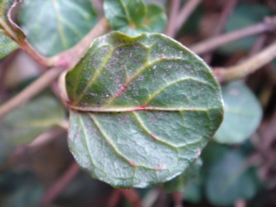 Mitchella_repens__4.JPG