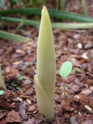 Disporum_flavens.JPG