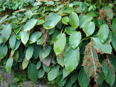 Tanakaea_radicans.JPG