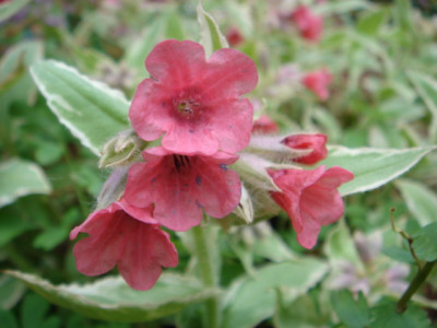 Pulmonaria_rubra_David_Ward.JPG
