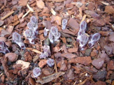 Codonopsis_clematidea.JPG