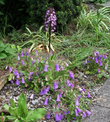 Orchis purpurea und  Symphiandra ossetica 19.05.22.JPG
