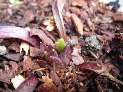 Chamaelirium_luteum.JPG