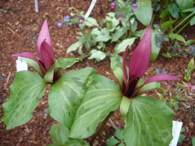 Trillium_chloropetalum_var._giganteum_5.JPG