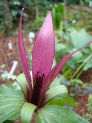 Trillium_chloropetalum_var._giganteum_2.JPG