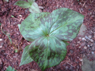 Trillium_viride.JPG