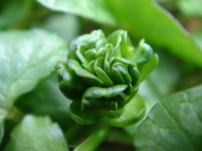 Ranunculus_ficaria_Green_Petal_Blute.JPG