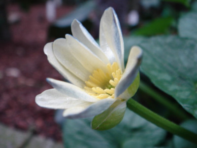 Ranunculus_ficaria_Salmon_Glow_Blute.JPG