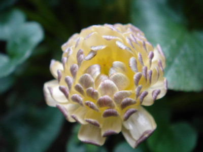 Ranunculus_ficaria_Double_Cream.JPG
