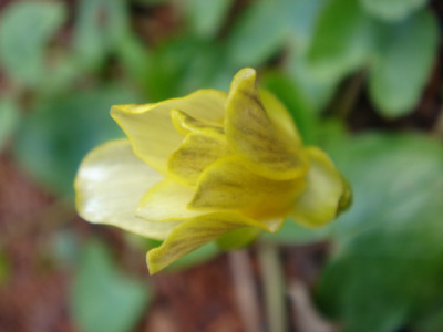 Ranunculus_ficaria_Fried_Egg_Blute.JPG