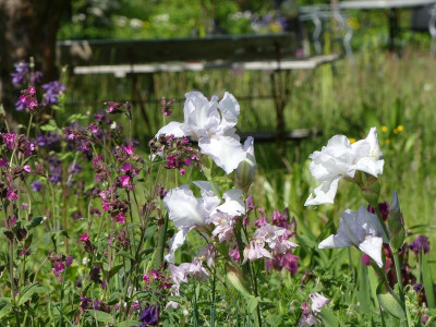 2022-05-19 Iris 'English Cottage' 1.jpg