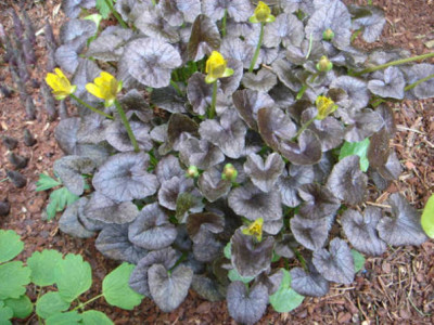 Ranunculus_ficaria_Brazen_Hussy.JPG