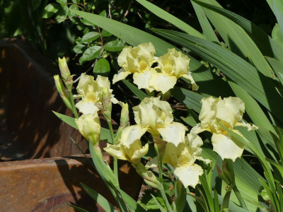 2022-05-19 Iris 'Maui Moonlight' 1.jpg