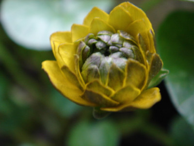 Ranunculus_ficaria_Pictons_Double_Blute.JPG