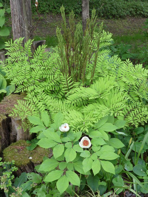 2022-05-19 Paeonia obovata 3.jpg