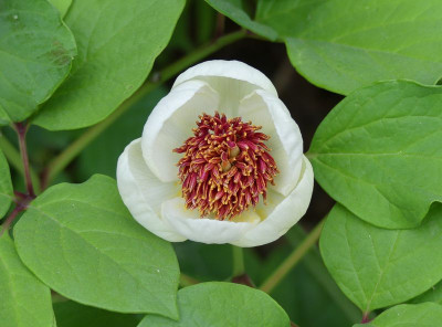 2022-05-19 Paeonia obovata 2.jpg