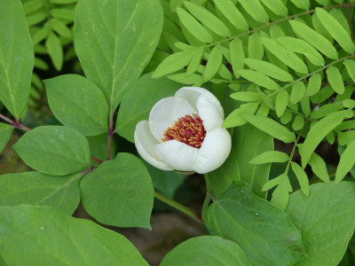 2022-05-19 Paeonia obovata 4.jpg