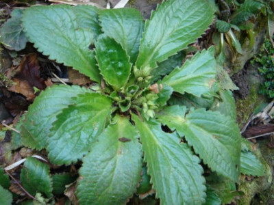 Haberlea_rhodopensis_Virginalis.JPG