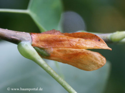Liriodendron_K_Huellblaetter.jpg