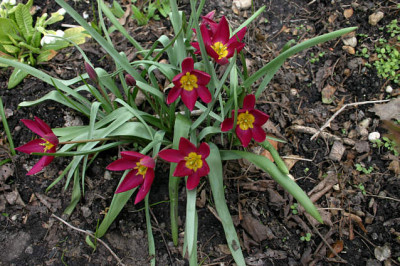 Wildtulpen0108.jpg