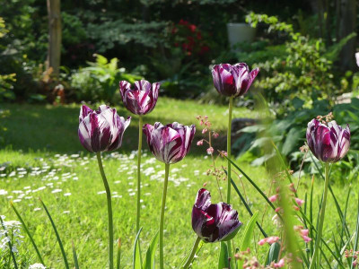 2022-05-19 Tulpen 'Insulinde'.jpg